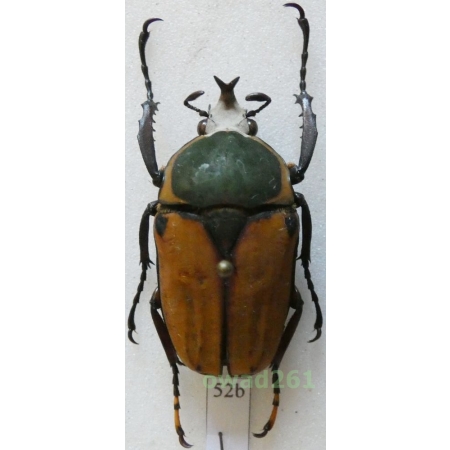 Megalorrhina harrisi peregrina f.pallescens male 34mm Tanzania52b